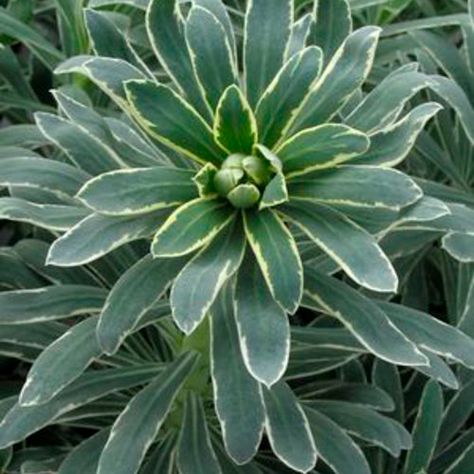 'Tasmanian Tiger' - Euphorbia hybrid | Proven Winners Tasmanian Tiger, Proven Winners, Perennial Plants, Front Yard, Perennials, White Flowers, Plants, Flowers, White