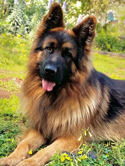 German Shepherd White, Blue German Shepherd, Puppies German Shepherd, Long Haired German Shepherd, Sheperd Dogs, Sable German Shepherd, German Sheperd Dogs, German Shepherd Rescue, All Types Of Dogs