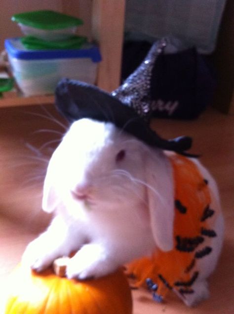 Baby bunny excited for Halloween dressed up Animal Witch, Rabbit Halloween, Bunny Halloween, Rabbit Wallpaper, Baby Rabbit, Bunny Bunny, Fall Things, Fancy Dress Costume, Bunny Costume