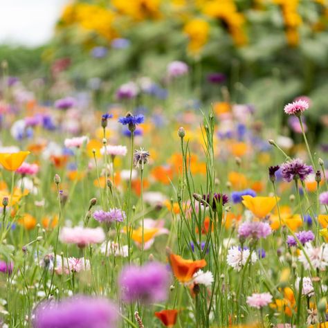 Wildflower Patch, Seed Raising, Grow Wildflowers, The Tiny Seed, Dry Sand, Plant Hacks, Wildflower Garden, Front Yard Garden, Flower Patch