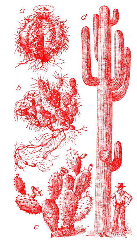 Vintage Cactus Illustration, Vintage Western Prints, Western Art Drawings, Western Graphic Design, Vintage Western Art, Western Illustration, Western Posters, Cactus Poster, Vintage Cactus