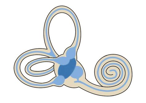 the vestibular labyrinth. Vestibular System, Loss Of Balance, Sensory System, Cerebral Cortex, Inner Ear, Brain Science, Circadian Rhythm, Human Brain, Neuroscience