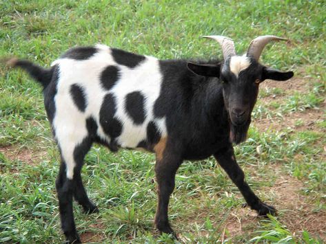 GOAT Types Of Goats, Keeping Goats, White Goat, Show Goats, Goat Care, Raising Goats, Goat Farming, Ffa, Bird Pictures