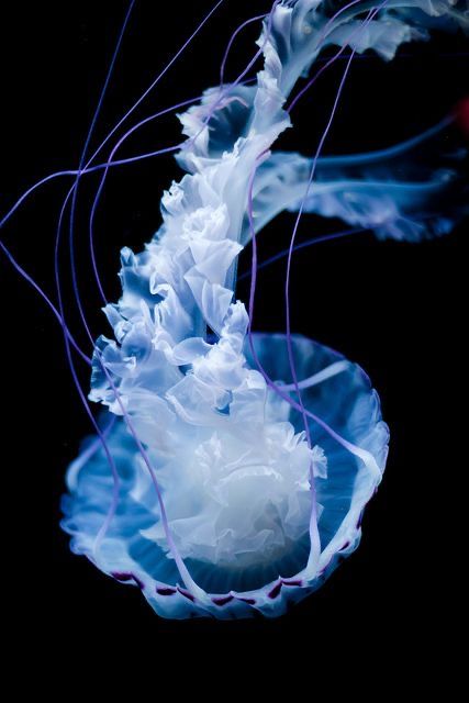 Jellyfish Quotes, Jellyfish Facts, Jellyfish Sting, Jellyfish Lantern, Jellyfish Jewelry, Jellyfish Costume, Jellyfish Illustration, Jellyfish Tank, Jellyfish Photography