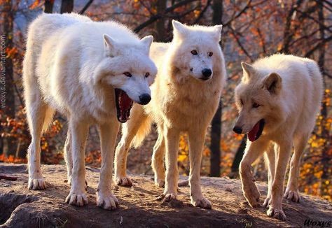 Origin (unedited version) | Laughing Wolves | Know Your Meme Wolf Meme, Funny Wolf, Laugh Meme, Funny Poses, 웃긴 사진, White Wolf, Wolf Dog, Funny Animal Pictures, Dog Memes