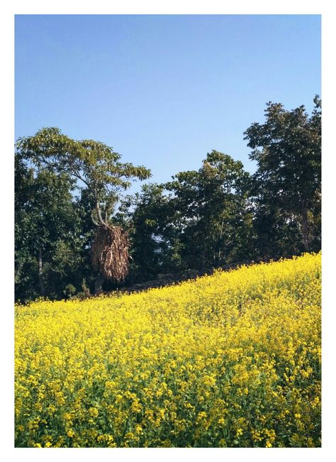 Mustard Field, Village Aesthetic, Future Farms, Vintage Frame, Frame Wall, Vintage Frames, Nepal, Frames On Wall, Mustard