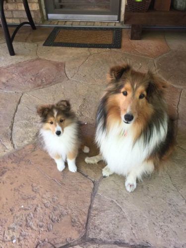 Sheltie Nation   |   Largest Community of Sheltie Lovers on the Net! Shelty Dogs, Tricolor Sheltie, Sheltie Puppies For Sale, Sheltie Puppy, Shetland Sheepdog Puppies, Sheep Dogs, Sheltie Dogs, Dapper Dogs, Shetland Sheep