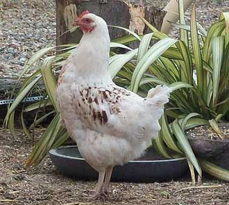 amber star chicken Chicken Breeds For Eggs, Wyandotte Hen, Best Chicken Breeds, Guava Plant, Laying Chickens Breeds, Layer Chicken, Raising Chicks, Brown Eggs, Keeping Chickens