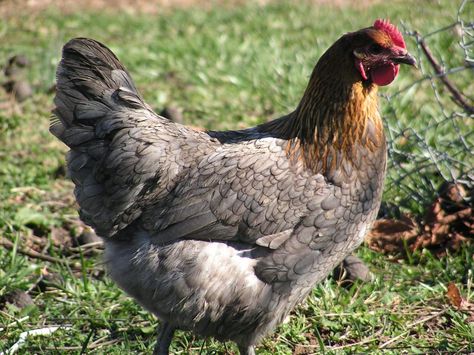 Blue Copper Marans. I am in search of a couple of these chickens! Blue Copper Marans, Copper Maran, Maran Chickens, Laying Chickens Breeds, Brown Chicken, Egg Laying Chickens, Fancy Chickens, Raising Goats, Beautiful Chickens