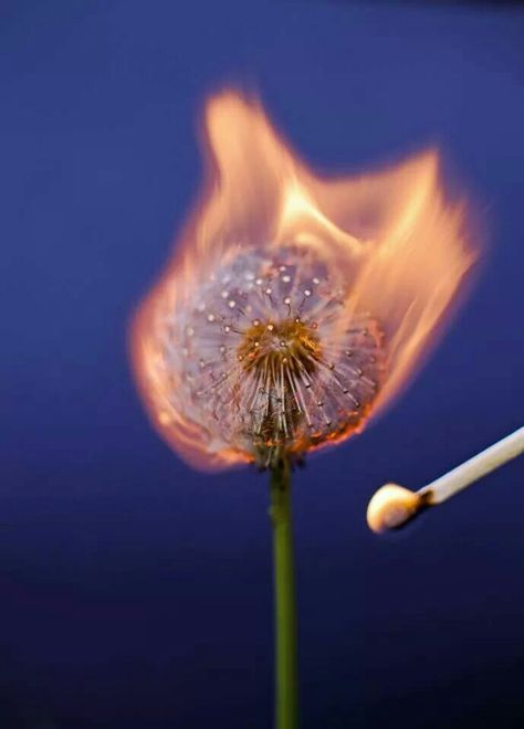 Dandelion on fire Dandelion On Fire, Flower On Fire, Things On Fire, Burning Flowers, Fire Aesthetic, Fire And Desire, Twin Flame Art, Mirror Photography, Art Alevel