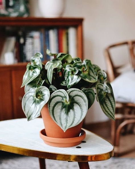 Peperomia Watermelon, Watermelon Peperomia, Indoor Gardening Supplies, Tanaman Pot, Plant Goals, Plants Are Friends, Indoor Gardens, House Plants Decor, Indoor Gardening