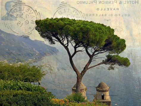 stone pine or umbrella pine (Pinus pinea) at Ravello | Flickr ... Fast Growing Pine Trees, Japanese Pine Tree, Pinus Pinea, Pine Tattoo, Pine Tree Drawing, Provence Garden, European Holiday, Nature Photography Trees, Pine Tree Tattoo