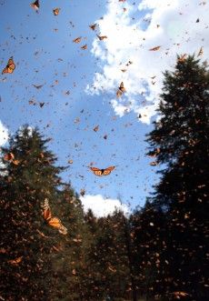 Monarchs in Mexico Sonia Altizer flight-v.photo Monarch Butterfly Images, Look Wallpaper, Monarch Butterflies, Butterfly Images, Tropical Climate, Trik Fotografi, Butterfly Wallpaper, Monarch Butterfly, Nature Aesthetic