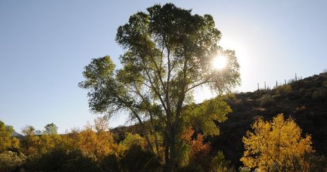 Foothills Trail, Mount Baldy, Fossil Creek, Copper Fall, Rock Springs, Arizona Hiking, Desert Mountains, Hiking Dogs, Forest Road