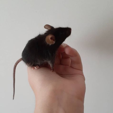 Mouse Aesthetic, Tooth Mouse, Goofy Animals, Mouse Pet, Pet Mouse, Character Collage, Black Rat, Black Mouse, Pet Mice