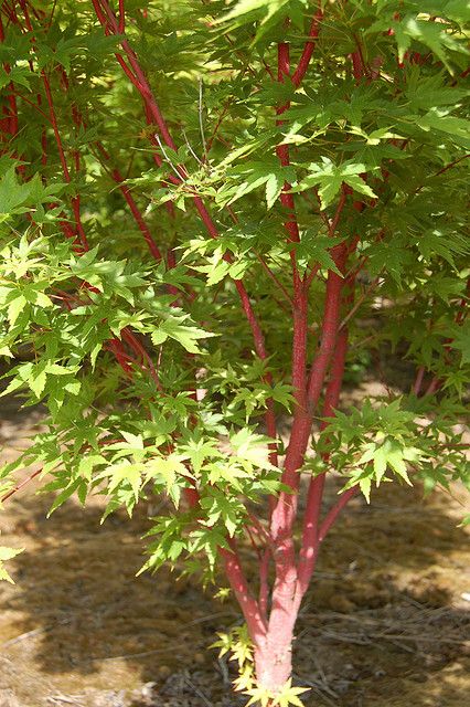 Coral Bark Japanese Maple (Acer palmatum 'Sango Kaku') | Flickr - Photo Sharing! great ornamental tree for fall and winter interest www.haroldleidner.com #fallfoliage Japanese Maple Landscape, Countryside Nursery, Sango Kaku, Japanese Maple Varieties, Coral Bark Japanese Maple, Backyard Birds Sanctuary, Backyard Flowers, Japanese Maple Tree, Dry Garden