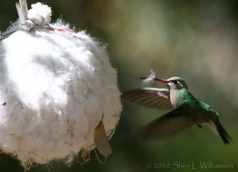 nesting material for hummingbirds Garden Critters, Hummingbird Nests, Cleaning Pet Hair, Paradise Flowers, Desert Southwest, Southern Pacific, Belize Travel, Apartment Patio, Southwest Desert