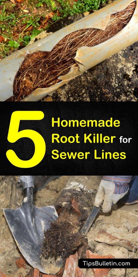 Discover five effective root killer recipes that you can easily use at home. These five homemade root killer for sewer lines recipes will kill tree roots fast and get your sewer lines unblocked. #treerootkiller #killtreeroots #treeroots Epsom Salt For Plants, Homestead Gardening, Stump Removal, Sewer System, Lawn Care Tips, Tree Root, Septic System, New Roots, Backyard Gardening