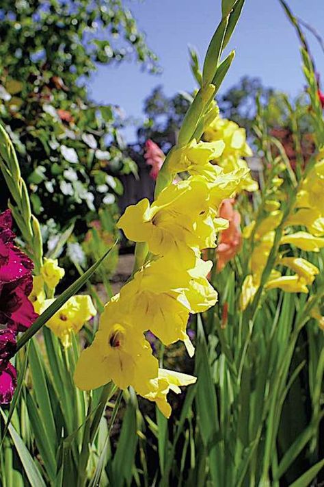 Gladiolus (Gladiolus spp.) are fast-growing flowers that bloom in spring, and are typically planted in early spring as soon as soils warm and danger of frost passes. In mild-winter climates, however, they may be planted all year long to add seasonal color to flower beds and borders. Copyright ©2001 by Dolezal & Associates. All Rights Reserved. grownbyyou.com Gladiolus Growing Tips, How To Plant Gladiolus Bulbs, When To Dig Up Gladiolus Bulbs, Green Gladiolus, Gladiolus Byzantine, Landscape Beds, Gladiolus Bulbs, Gladiolus Flower, Hardiness Zones