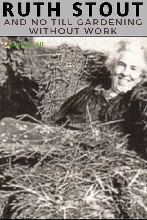 Amongst the most popular articles on GardensAll are the articles on Ruth Stout, mother of the no till gardening method. No Till Garden Layout, Shire Garden, Chaos Gardening, No Till Gardening, Regenerative Gardening, Layer Garden, Garden Techniques, Growing Ginger Indoors, No Till Farming