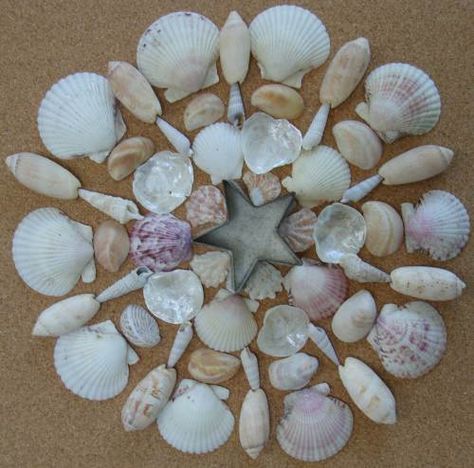 Sanibel Island (Florida) Shells - I have a five gallon bucket of these that Tim and I collected this summer!!!! Florida Shells, Nature Mandala, Shell Yeah, Shell Display, Art Coquillage, Seashell Projects, Sanibel Island Florida, Shell Decorations, Shell Crafts Diy