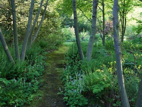 Moss Pathway, Shade Planting, Hillside Gardening, Shady Gardens, Woodland Path, Pathway Ideas, Japanese Plants, Garden Magic, Paw Paws