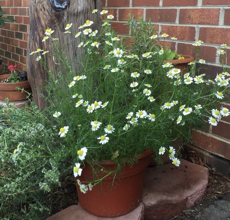 Chamomile Plant In Pot, Growing Camomile, Camomile Plant, Montana Garden, Growing Chamomile, Chamomile Growing, Gemüseanbau In Kübeln, Chamomile Plant, Winter Gardening