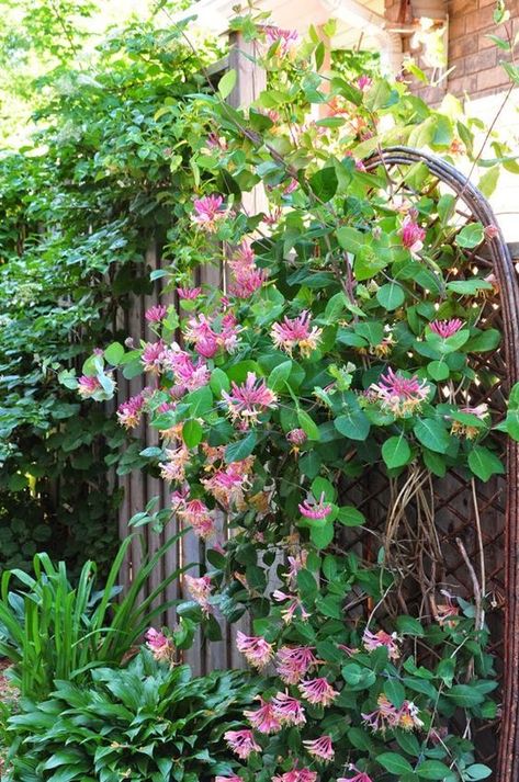 Honeysuckle Cottage, Fast Growing Vines, Honeysuckle Vine, Growing Vines, Fragrant Garden, Garden Vines, Three Dogs, Climbing Plants, Back Garden