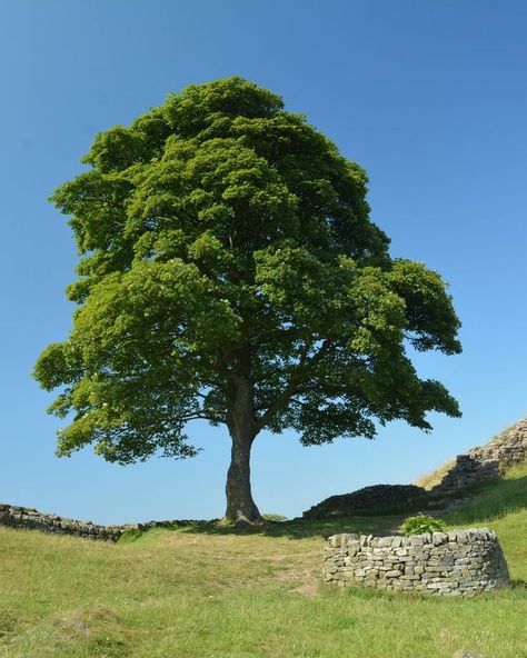 Tree Drawing Simple, Bald Cypress, Sycamore Tree, Giant Tree, Landscape Photography Nature, Tree Photography, Nature Tree, Tree Drawing, Round Trip