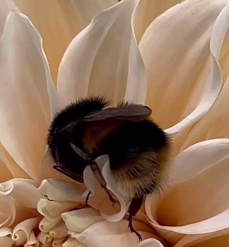 Science girl (@gunsnrosesgirl3) on X Bee Sleeping In Flower, Science Girl, Wild Bees, Acts Of Love, Natural Playground, Wow Video, Bee Happy, Animal Videos, Animals Of The World