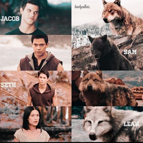 Ｔｗｉｌｉｇｈｔ on Instagram: “The Wolf Pack 🐺 • • •Filter: @reignfilters ✨ • Inspo: @twilightvibe 🙉 Tags: #renesmeecullen #edwardcullen #edwardmasencullen…” The Wolf Pack Twilight, Wolf Pack Aesthetic Twilight, Twilight The Wolf Pack, Stephenie Meyer Books, Twilight Wolf Pack, Twilight Wolf Pack Fanfiction, Twilight Behind The Scenes Wolf, Twilight Wolf, Twilight Moon