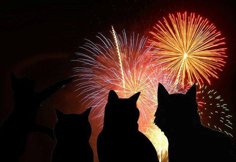 Fireworks =) Cat Stuff, Fireworks, Quick Saves