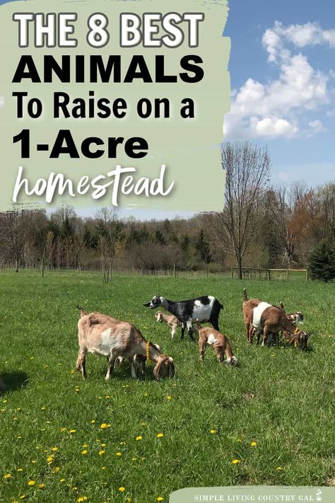 Looking to start your own homestead on just 1 acre of land? This list of our top 8 animals that are perfect for your small-space farm. This guide lists out the best animals for 1 acre homesteads, how much room they need to thrive, where to locate their housing and the benefits to consider before deciding to add them to your homestead. From chickens and goats to rabbits and bees, we've got you covered 2acre Farm Layout, Small Animal Farm Layout, Farm Animals For Homestead, 5 Acre Layout, How Many Acres For Homestead, 2acre Homestead, Small Farm Ideas Homesteads, How To Start A Hobby Farm, Small Homestead Animals