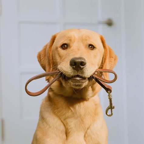 Yo camino mi perro, sugar. Golden Labrador, Therapy Animals, Lab Puppy, Black Lab Puppies, Most Popular Dog Breeds, Animals Friendship, Lab Puppies, Labrador Dog, Labrador Retriever Dog