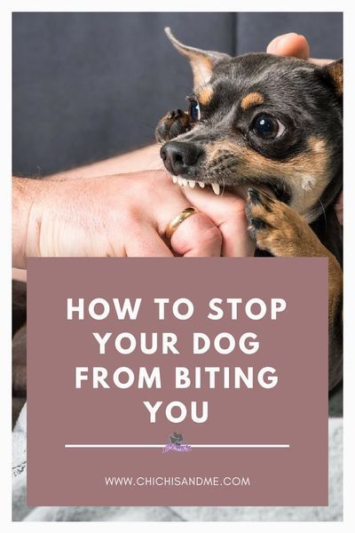 chihuahua tips, chihuahua care, chihuahua behavior, puppy training, puppy behavior, puppy biting, puppy care Chihuahua Puppy Training, Chihuahua Facts, Chihuahua Training, Puppy Training Biting, Training Puppy, Dog Behavior Training, Puppy Biting, Chihuahua Lover, Puppy Play