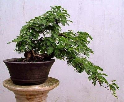 Bonsai Bonsai Tree Types, Indoor Bonsai Tree, Asam Jawa, Bonsai Styles, Indoor Bonsai, Flower Garden Design, Bonsai Art, Bonsai Plants, Bonsai Garden