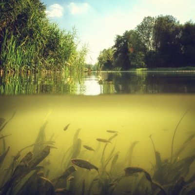 Frog Habitat, Jeremy Wade, Cypress Swamp, River Monsters, Florida State Parks, Visit Florida, Palm Beach Gardens, Under Water, West Palm Beach