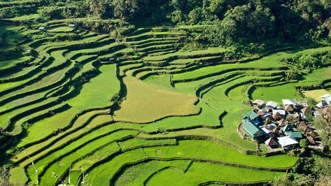 Rice Terraces Philippines, Banaue Rice Terraces, Terraced Landscaping, Banaue, Philippines Culture, Rice Terraces, Stock Photography Free, Unesco World Heritage Site, World Heritage Sites