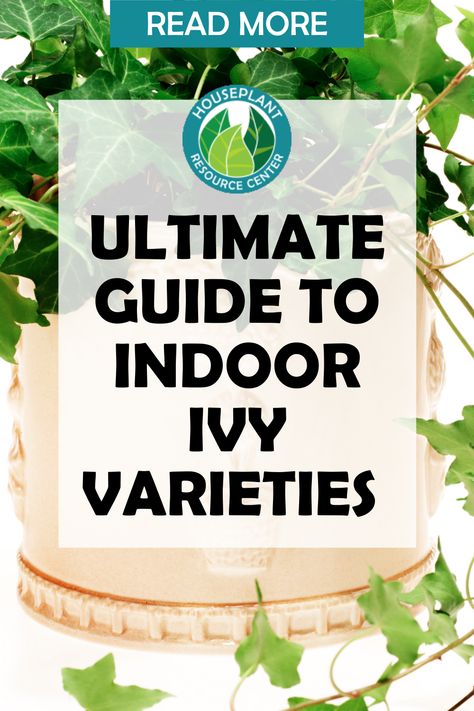 Indoor Ivy Varieties Houseplants Ivy Houseplant, Indoor Ivy, Ivy Plant Indoor, Common Ivy, Ivy Plant, Types Of Houseplants, Houseplant Care, Fiddle Leaf Fig Tree, Ivy Plants