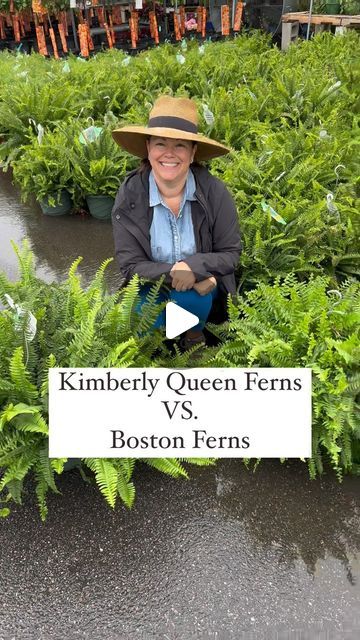 Carmen Johnston Gardens on Instagram: "It’s Fern season!!!! Stay tuned for how to care for over wintered ferns:)" Planters With Ferns, Caring For Ferns Outdoors, Winterizing Boston Ferns, How To Take Care Of Ferns Outside, Autumn Brilliance Fern, Fern Planters, Brilliance Autumn Fern, Boston Fern, Plant Box