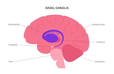 Basal ganglia and limbic system. human b... | Premium Vector #Freepik #vector #infographic #poster #medical #man Human Brain Anatomy, Poster Medical, Basal Ganglia, Cerebral Cortex, Medical Posters, Limbic System, Brain Anatomy, Infographic Poster, Vector Infographic