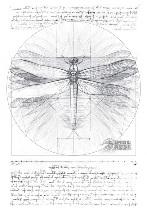 Dragonfly on Behance Dragonfly Anatomy Illustration, Dragonfly Anatomy Drawing, Dragonfly Sketches, Dragonfly Anatomy, Insects Drawings, Dragonfly Sketch, Dragonfly Drawings, Dragonfly Symbolism, Dragonfly Illustration