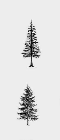 Washington State Tree Tattoo, Alpine Tree Tattoo, Colorado Tree Tattoo, Western White Pine Tattoo, Norway Spruce Tattoo, Simple Pine Tree Tattoo, Tree Tattoo Drawings, Evergreen Tree Tattoo, Outdoor Tattoo