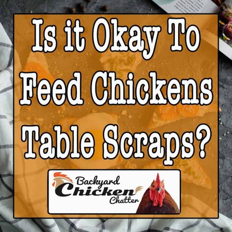 Feed Chickens, Leftover Milk, Leftover Apples, Green Potatoes, Raw Potato, Chicken Eating, Milk And Cheese, Chicken Feed, Leftover Chicken