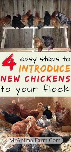 Chicken Run Toys, Chicken Math, Raising Turkeys, Chicken Flock, Portable Chicken Coop, Backyard Chicken Farming, Chicken Life, Best Chicken Coop, Chicken Run