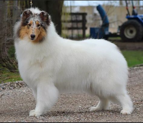 Dog Species, Spitz Breeds, Rough Collies, Tallest Dog, Best Dogs For Families, Sheltie Dogs, Collie Puppies, Cute Dog Photos, Rough Collie