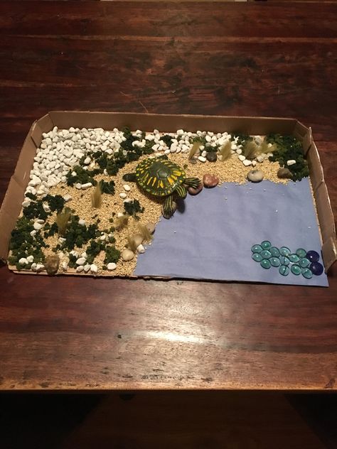 Yellow-bellied slider turtle habitat diorama Turtle Habitat Projects For Kids, Sea Turtle Diorama, Turtle Diorama, Small Turtle Tank, Turtle Tank Ideas, Habitat Diorama, Aquatic Turtle Tank, Turtle Project, Yellow Bellied Slider