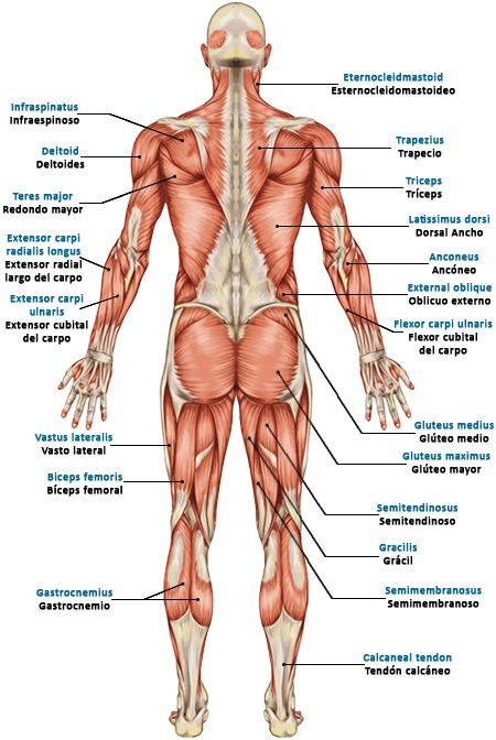 Body Muscles Names, Gym Anatomy, Muscle Names, Biology Corner, Body Muscle Anatomy, Muscular System Anatomy, Human Skeleton Anatomy, Human Muscle Anatomy, Physical Therapy Student