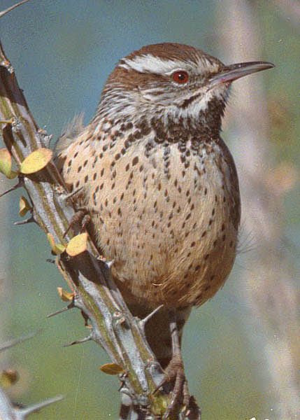 Desert Birds, Sonoran Desert Animals, Arizona Birds, Bohemian Waxwing Bird, Round Cactus, Cactus Wren, Desert Animals, California Desert, Desert Cactus