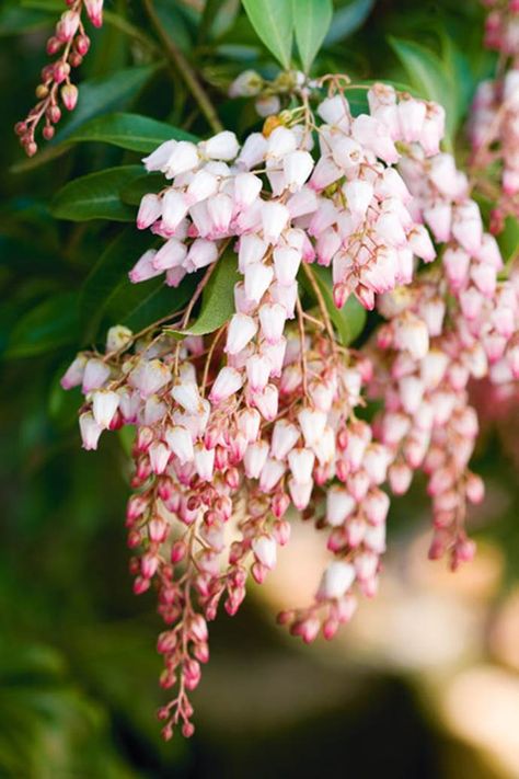 Pieris Japonica, Australian Winter, Flowers Lily, Winter Gardening, Garden Shrubs, Flowering Shrubs, Winter Flowers, Fragrant Flowers, Birth Flower